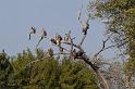 187 Okavango Delta, witruggieren